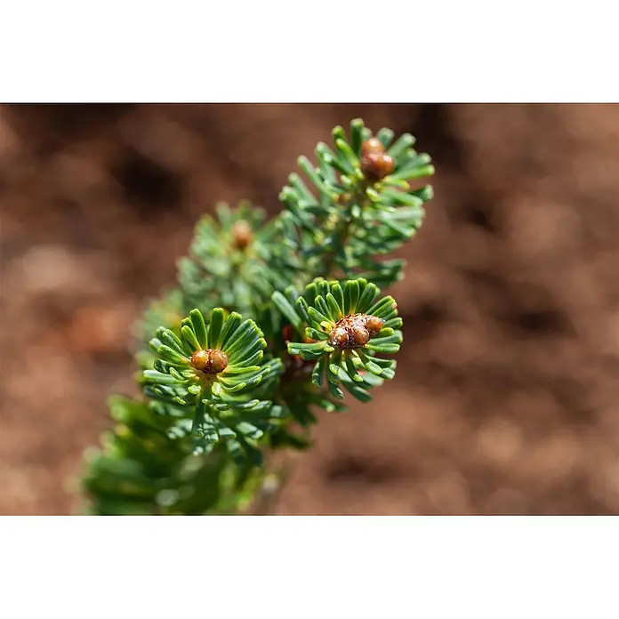 Pflanzen für dich Zuckerhut-Fichte 15-20 cm - Abies koreana 'Brillant', Aktuelle Wuchshöhe: 15 cm - 20 cm - Grüner Nadelbaumzweig mit frischen Nadeln und kleinen braunen Wachstumssprossen.