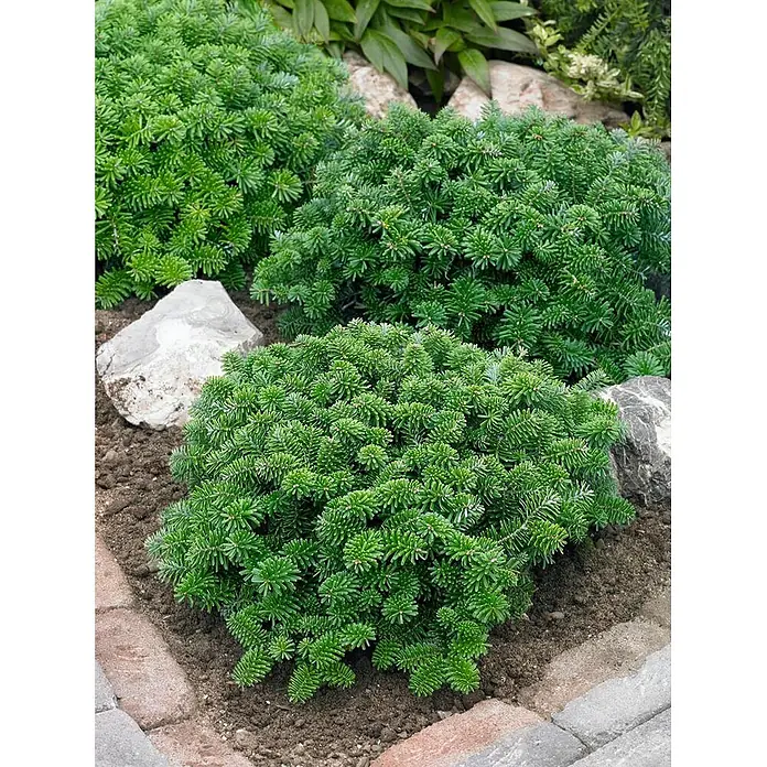 Pflanzen für dich Zuckerhut-Fichte 15-20 cm - Abies koreana 'Brillant', Aktuelle Wuchshöhe: 15 cm - 20 cm - Zwerg-Nadelbaum mit dichten, leuchtend grünen Nadeln im Gartenbeet mit Steinen.