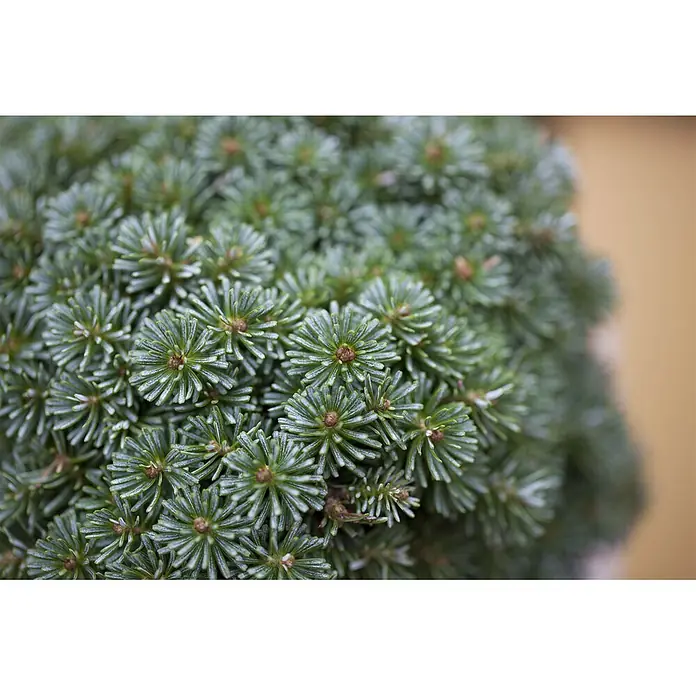 Pflanzen für dich Zuckerhut-Fichte 15-20 cm - Abies koreana 'Brillant', Aktuelle Wuchshöhe: 15 cm - 20 cm - Dichte Ansammlung grün-blauer Koniferennadeln, sternförmig um braune Knospen angeordnet.