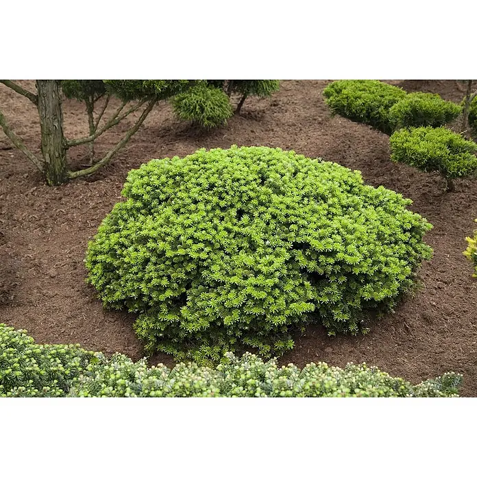 Pflanzen für dich Zuckerhut-Fichte 15-20 cm - Abies koreana 'Brillant', Aktuelle Wuchshöhe: 15 cm - 20 cm - Hügeliger grüner Strauch mit dichtem, feinem Laub in einem Garten.