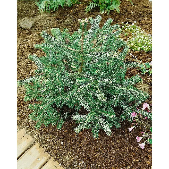 Pflanzen für dich Zuckerhut-Fichte Koreanische Tanne 'Nana' 80 cm Stammhöhe - Abies koreana 'Nana', Aktuelle Wuchshöhe: 80 cm - Kleiner, panaschierter grüner Nadelbaum mit weißen Markierungen, im Gartenboden gepflanzt.