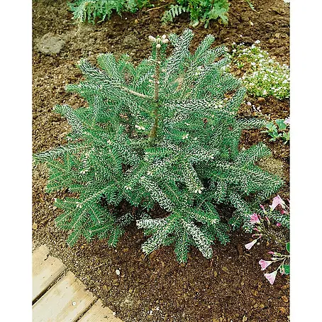 Pflanzen für dich  Zuckerhut-Fichte Koreanische Tanne 'Nana' 80 cm Stammhöhe