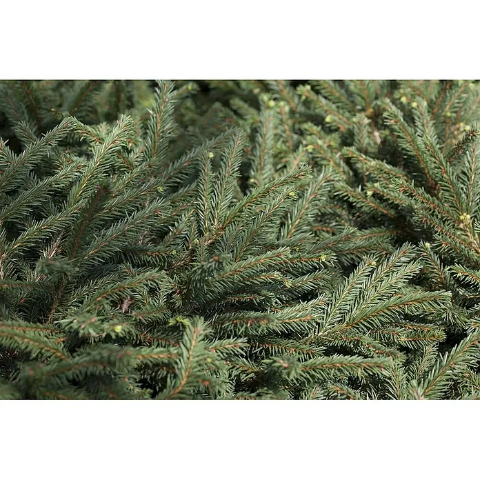 Pflanzen für dich Zuckerhut-Fichte 40-50 cm - Picea abies 'Pumila Glauca', Aktuelle Wuchshöhe: 40 cm - 50 cm - Dichtes, lebhaft grünes Nadelgehölz mit vielen Ästen und Nadeln.