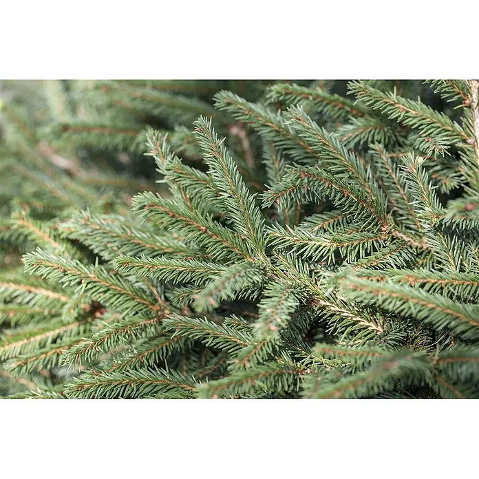 Pflanzen für dich Serbische Kugelfichte 30-40 cm - Picea abies 'Nidiformis', Aktuelle Wuchshöhe: 30 cm - 40 cm - Nahaufnahme von lebendigen grünen Fichtenzweigen mit braunen Stielen und dichtem Nadelwerk.