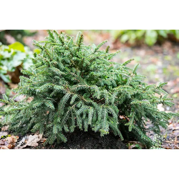 Pflanzen für dich Zuckerhut-Fichte 40-50 cm - Picea abies 'Pumila Glauca', Aktuelle Wuchshöhe: 40 cm - 50 cm - Kleiner, dichter grüner Nadelstrauch mit scharfen Nadeln, in einer Gartenumgebung.