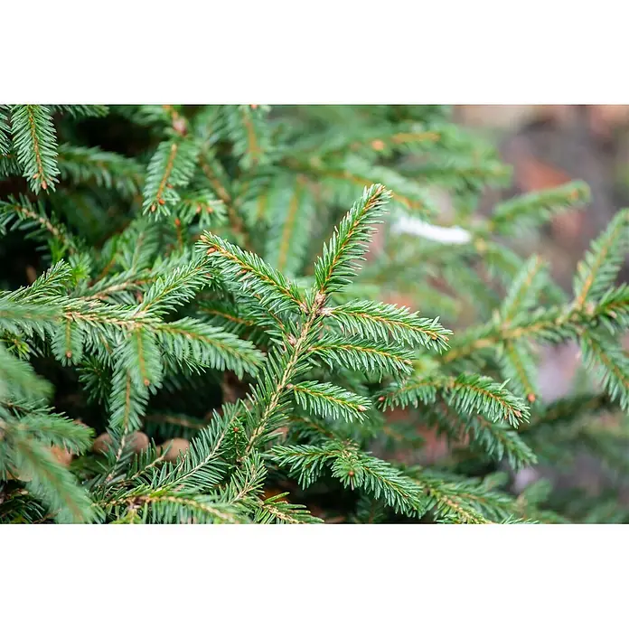 Pflanzen für dich Zuckerhut-Fichte 40-50 cm - Picea abies 'Pumila Glauca', Aktuelle Wuchshöhe: 40 cm - 50 cm - Lebendige grüne Fichtenzweige mit kleinen braunen Knospen.