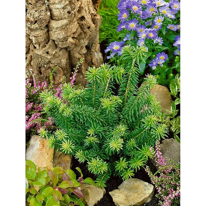 Pflanzen für dich Zuckerhut-Fichte 20-25 cm - Abies balsamea 'Nana', Aktuelle Wuchshöhe: 20 cm - 25 cm - Zwergkonifere mit dunkelgrünen Nadeln und hellen, sternförmigen Neuaustrieben in einem Garten zwischen Steinen und anderer Flora.
