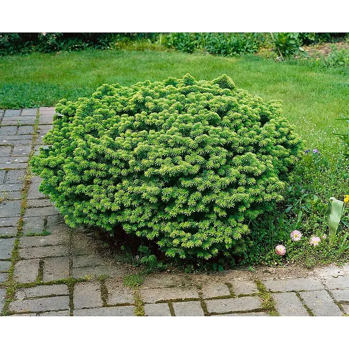 Pflanzen für dich Zuckerhut-Fichte 20-25 cm - Abies balsamea 'Nana', Aktuelle Wuchshöhe: 20 cm - 25 cm - Ein dichter, leuchtend grüner immergrüner Strauch mit kurzen Nadelblättern, der in einem Gartenbeet neben einem Ziegelweg wächst.