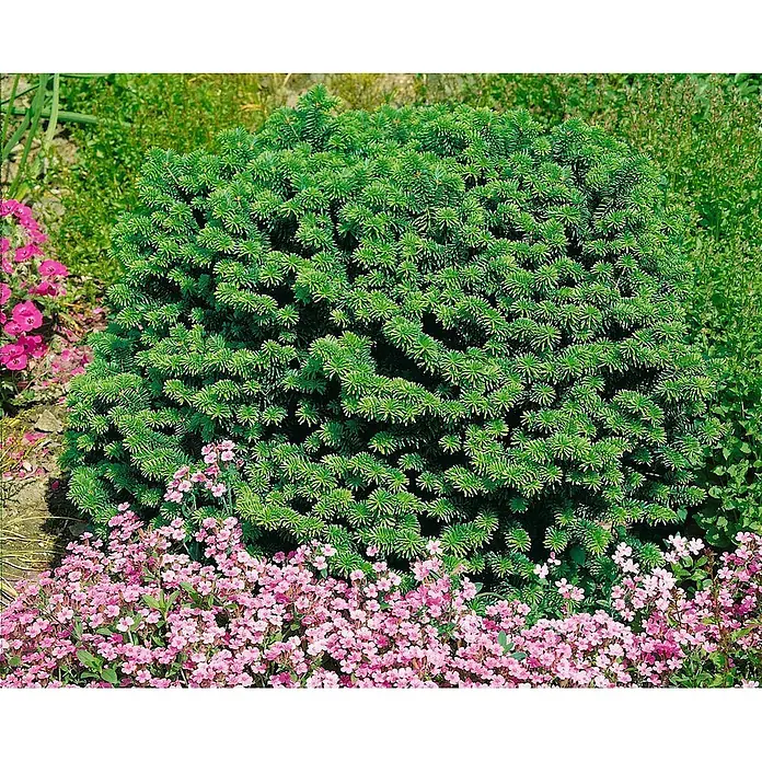 Pflanzen für dich Zuckerhut-Fichte 20-25 cm - Abies balsamea 'Nana', Aktuelle Wuchshöhe: 20 cm - 25 cm - Dichter, runder grüner Zwergkonifer in einem Gartenbeet mit rosa Blüten an seiner Basis.