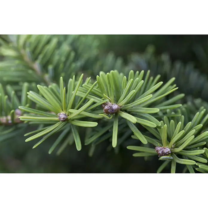 Pflanzen für dich Zuckerhut-Fichte 20-25 cm - Abies balsamea 'Nana', Aktuelle Wuchshöhe: 20 cm - 25 cm - Nahaufnahme eines Nadelbaumzweigs mit leuchtend grünen Nadeln und kleinen braunen Knospen.