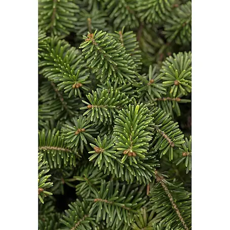 Pflanzen für dich  Zuckerhut-Fichte 20-25 cm