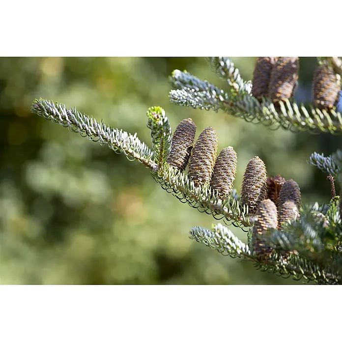 Pflanzen für dich Zuckerhut-Fichte 40-50 cm - Abies koreana 'Silberlocke', Aktuelle Wuchshöhe: 40 cm - 50 cm - Ein Zweig eines Nadelbaums mit mehreren braunen, texturierten Tannenzapfen und grünen Nadeln.