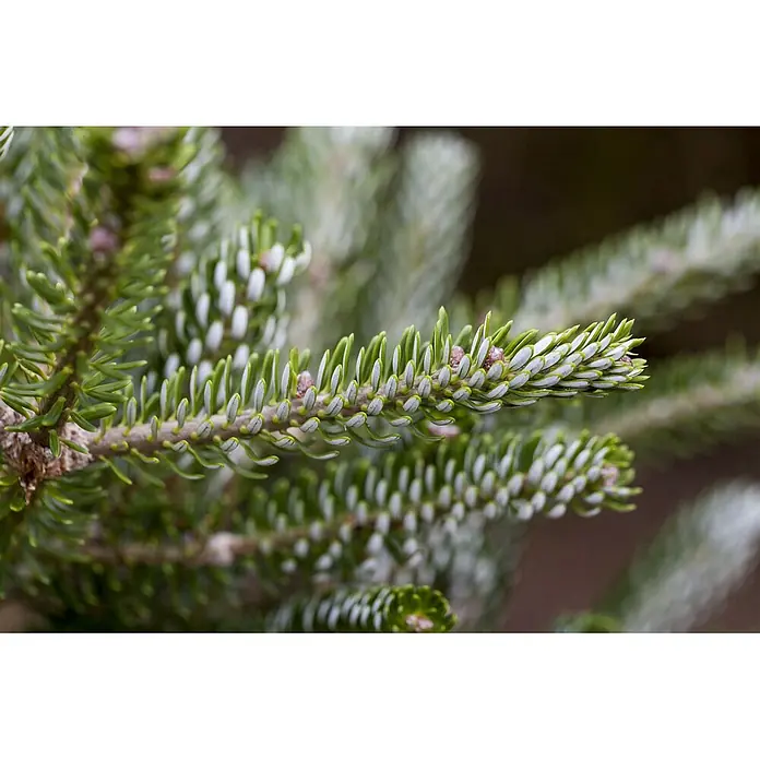 Pflanzen für dich Zuckerhut-Fichte 40-50 cm - Abies koreana 'Silberlocke', Aktuelle Wuchshöhe: 40 cm - 50 cm - Nahaufnahme eines Tannenastes mit grünen Nadeln, teilweise weißen Unterseiten und kleinen rötlich-braunen Knospen.