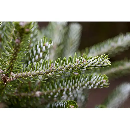 Pflanzen für dich  Zuckerhut-Fichte 40-50 cm