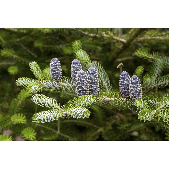 Pflanzen für dich Zuckerhut-Fichte 40-50 cm - Abies koreana 'Silberlocke', Aktuelle Wuchshöhe: 40 cm - 50 cm - Mehrere blau-violette Tannenzapfen mit hellgrünen Nadeln an einem Ast.