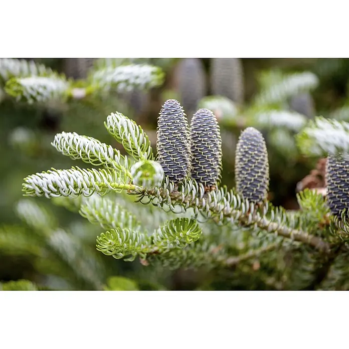Pflanzen für dich Zuckerhut-Fichte 40-50 cm - Abies koreana 'Silberlocke', Aktuelle Wuchshöhe: 40 cm - 50 cm - Nadelbaumzweig mit mehreren jungen, dunkelvioletten Zapfen und hellgrünen, neuen Nadeln, die das neue Wachstum zeigen.