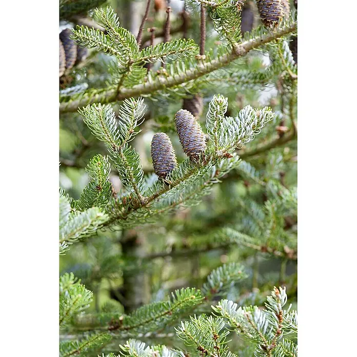 Pflanzen für dich Zuckerhut-Fichte 40-50 cm - Abies koreana 'Silberlocke', Aktuelle Wuchshöhe: 40 cm - 50 cm - Blau-violette Tannenzapfen wachsen aufrecht an grünen Tannenästen.