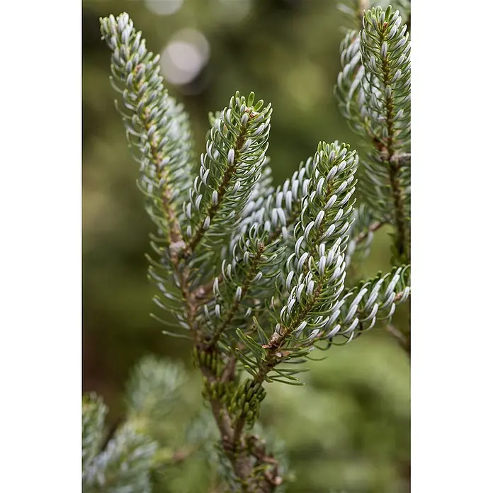 Pflanzen für dich Zuckerhut-Fichte 40-50 cm - Abies koreana 'Silberlocke', Aktuelle Wuchshöhe: 40 cm - 50 cm - Nahaufnahme eines Tannenastes mit grünen Nadeln und markanten weißen Unterseiten.