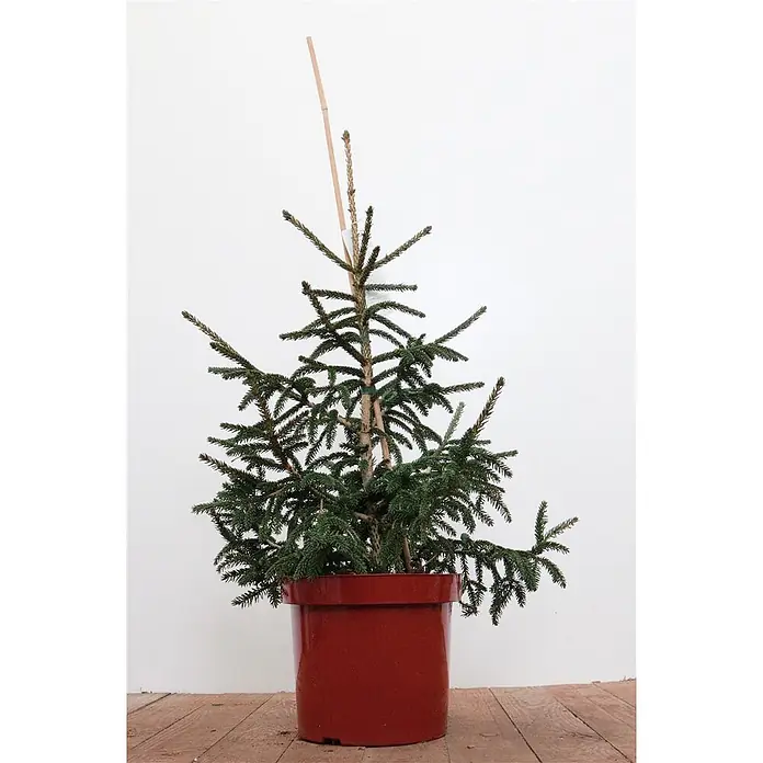 Pflanzen für dich Zuckerhut-Fichte 60-70 cm - Picea orientalis 'Aurea', Aktuelle Wuchshöhe: 60 cm - 70 cm - Kleiner Topf-Nadelbaum mit grünen Nadeln in einem roten Topf, gestützt von einem Holzstab.