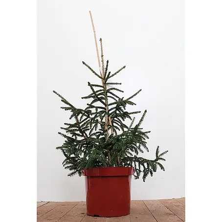 Pflanzen für dich  Zuckerhut-Fichte 60-70 cm