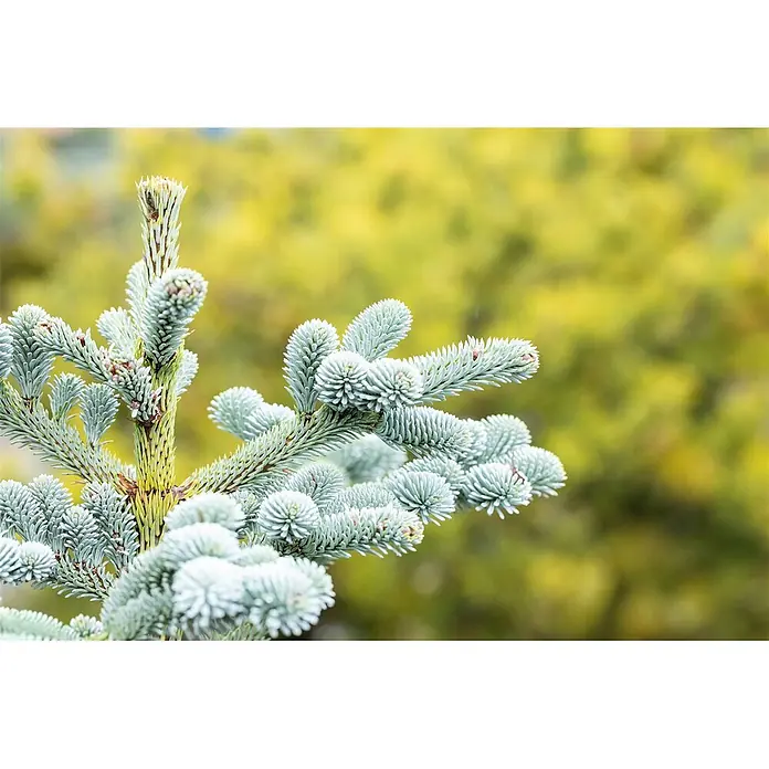 Pflanzen für dich Zuckerhut-Fichte 30-40 cm - Abies koreana 'Blaue Hexe', Aktuelle Wuchshöhe: 30 cm - 40 cm - Nahaufnahme eines Blaufichtenzweigs mit silbrig-blauen Nadeln und neuem gelb-grünen Wuchs.