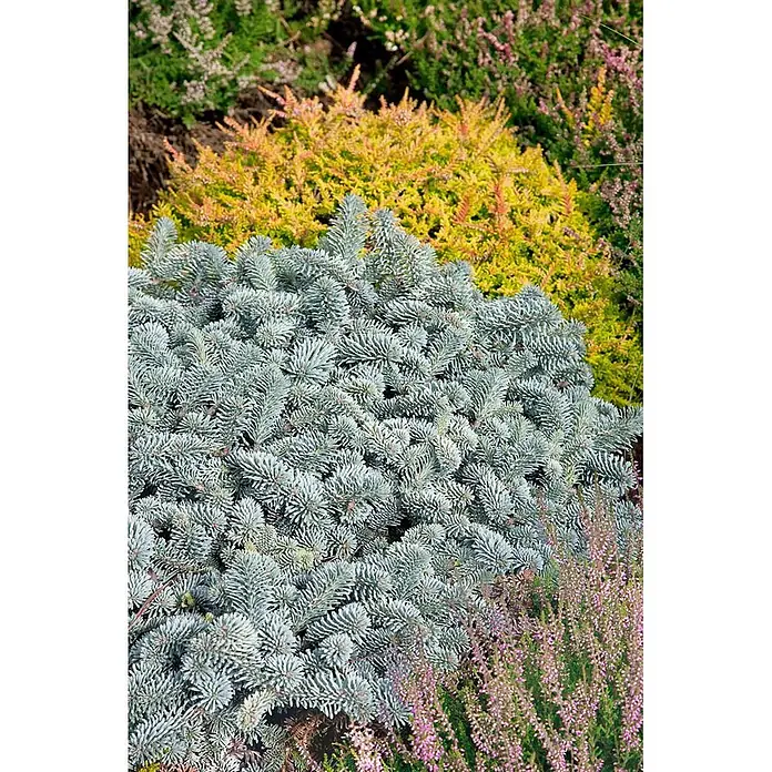 Pflanzen für dich Zuckerhut-Fichte 30-40 cm - Abies koreana 'Blaue Hexe', Aktuelle Wuchshöhe: 30 cm - 40 cm - Eine lebendige Gartenkomposition mit einer blau-grauen Zwergkonifere im Vordergrund und leuchtend gelben und rosa Heidepflanzen im Hintergrund.