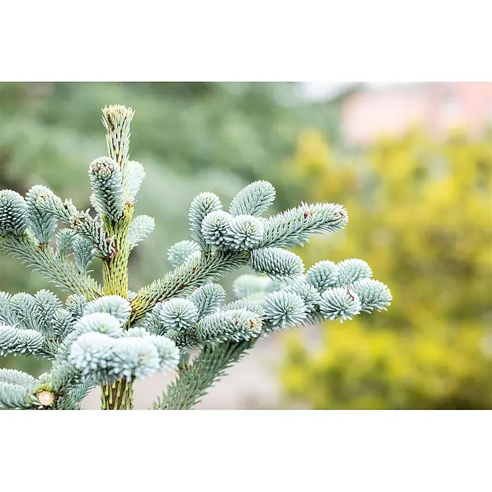 Pflanzen für dich Zuckerhut-Fichte 30-40 cm - Abies koreana 'Blaue Hexe', Aktuelle Wuchshöhe: 30 cm - 40 cm - Lebhafter Koniferenzweig mit dichten, silbrig-blauen Nadeln und frischem, hellgrünem Neuaustrieb.