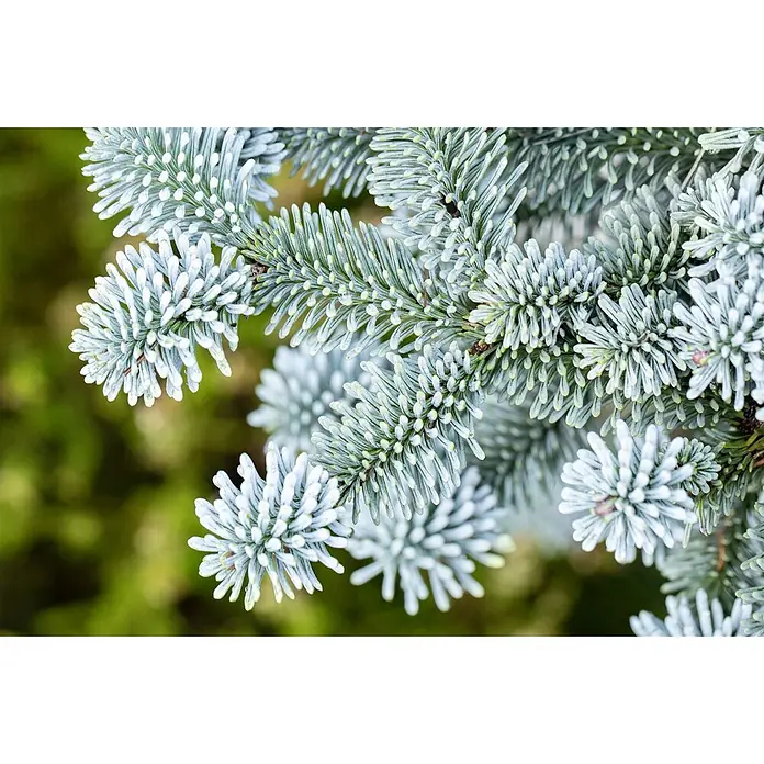 Pflanzen für dich Zuckerhut-Fichte 30-40 cm - Abies koreana 'Blaue Hexe', Aktuelle Wuchshöhe: 30 cm - 40 cm - Nahaufnahme eines Koniferenzweigs mit gefrosteten blaugrünen Nadeln.