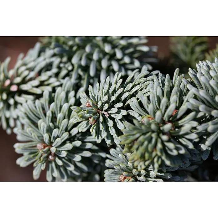 Pflanzen für dich Zuckerhut-Fichte 30-40 cm - Abies koreana 'Blaue Hexe', Aktuelle Wuchshöhe: 30 cm - 40 cm - Nahaufnahme silbrig-blauer immergrüner Nadeln an einem Zweig.