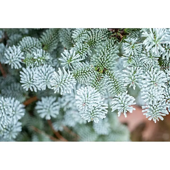 Pflanzen für dich Zuckerhut-Fichte 30-40 cm - Abies koreana 'Blaue Hexe', Aktuelle Wuchshöhe: 30 cm - 40 cm - Nahaufnahme von gefrosteten Tannenästen mit zarten, silbrig-blauen, eisbedeckten Nadeln.
