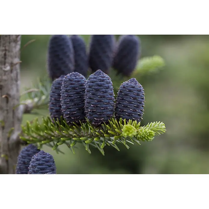 Pflanzen für dich Zuckerhut-Fichte 125-150 cm - Abies koreana, Aktuelle Wuchshöhe: 125 cm - 150 cm - Mehrere dunkelviolette Tannenzapfen wachsen an einem Ast mit frischen grünen Nadeln.