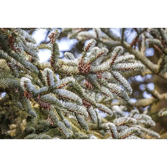 Pflanzen für dich Zuckerhut-Fichte 125-150 cm - Abies koreana, Aktuelle Wuchshöhe: 125 cm - 150 cm - Nahaufnahme von Fichtenzweigen mit blaugrünen Nadeln und zahlreichen kleinen braunen Zapfen.