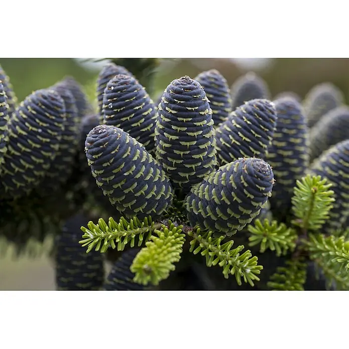 Pflanzen für dich Zuckerhut-Fichte 125-150 cm - Abies koreana, Aktuelle Wuchshöhe: 125 cm - 150 cm - Dunkelblaue Tannenzapfen mit hellgrünen Schuppen, umgeben von leuchtend grünen Nadeln.