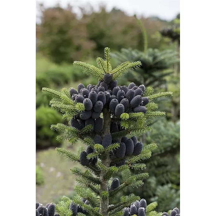 Pflanzen für dich Zuckerhut-Fichte 125-150 cm - Abies koreana, Aktuelle Wuchshöhe: 125 cm - 150 cm - Ein Tannenast dicht besetzt mit dunkelvioletten bis schwarzen Zapfen und grünen Nadeln.