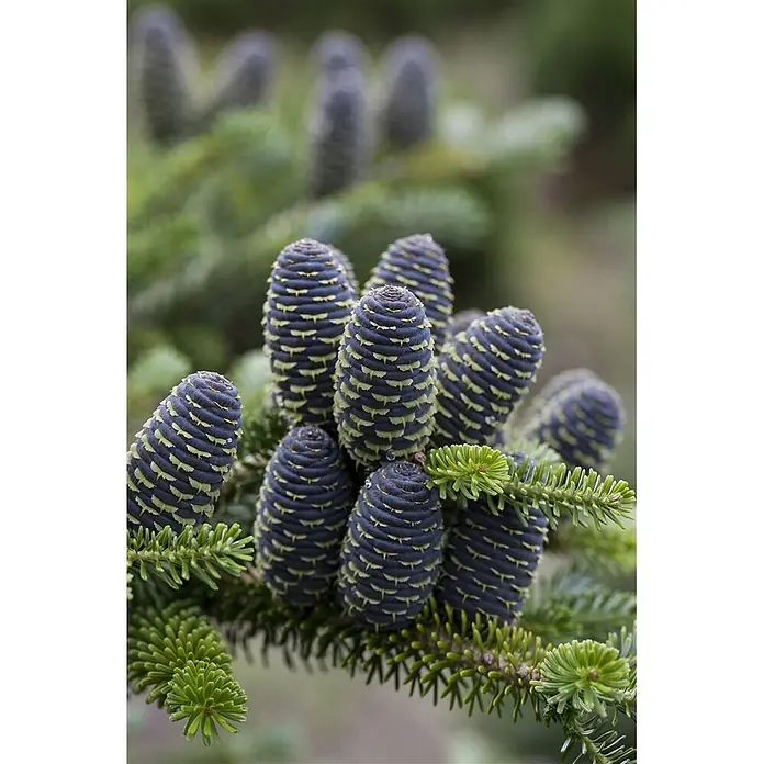 Pflanzen für dich Zuckerhut-Fichte 175-200 cm - Abies koreana 'Sämling', Aktuelle Wuchshöhe: 175 cm - 200 cm - Nahaufnahme von dunkelblauen Tannenzapfen mit hellgrünen Schuppen an einem Ast mit grünen Nadeln.