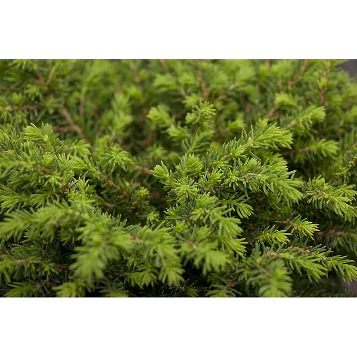 Pflanzen für dich Zuckerhut-Fichte Fichte - Picea abies, Aktuelle Wuchshöhe: 80 cm - 100 cm - Nahaufnahme von leuchtend hellgrünem, nadelartigem Laub einer kompakten immergrünen Pflanze.