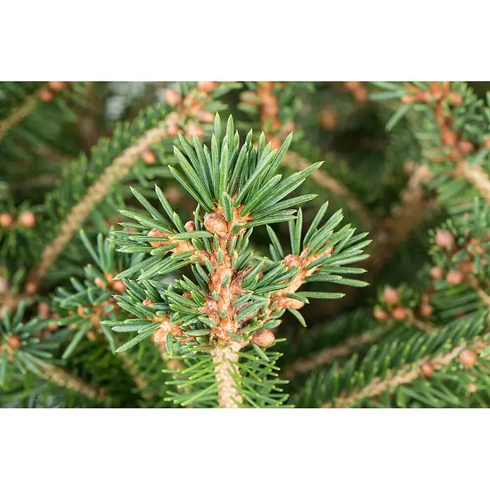 Pflanzen für dich Zuckerhut-Fichte Fichte - Picea abies, Aktuelle Wuchshöhe: 80 cm - 100 cm - Nahaufnahme eines grünen Nadelbaumzweigs mit scharfen Nadeln und kleinen braunen Knospen.