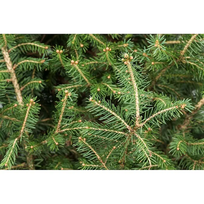 Pflanzen für dich Zuckerhut-Fichte Fichte - Picea abies, Aktuelle Wuchshöhe: 80 cm - 100 cm - Nahaufnahme von Nadelbaumzweigen mit lebhaft grünen Nadeln und kleinen hellbraunen Knospen.