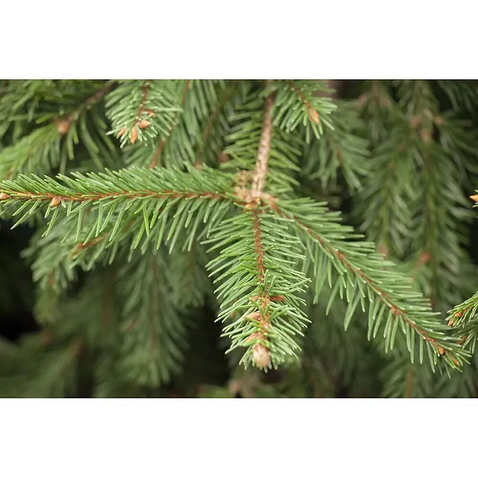 Pflanzen für dich Zuckerhut-Fichte Gemeine Fichte - Picea abies 'Acrocona', Aktuelle Wuchshöhe: 80 cm - 100 cm - Nahaufnahme von leuchtend grünen Fichtenzweigen mit rotbraunen Ästen und kleinen braunen Knospen.