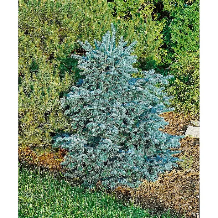 Pflanzen für dich Zuckerhut-Fichte 30-40 cm - Abies lasiocarpa 'Compacta', Aktuelle Wuchshöhe: 30 cm - 40 cm - Blaufichte mit silbrig-blauen Nadeln im Gartenbeet, umgeben von grünen Kiefern und Rasen.
