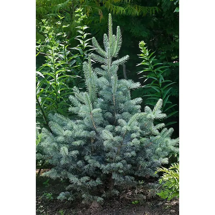 Pflanzen für dich Zuckerhut-Fichte 30-40 cm - Abies lasiocarpa 'Compacta', Aktuelle Wuchshöhe: 30 cm - 40 cm - Eine kleine, blaugrüne Fichte oder Nadelbaum in einem Garten.