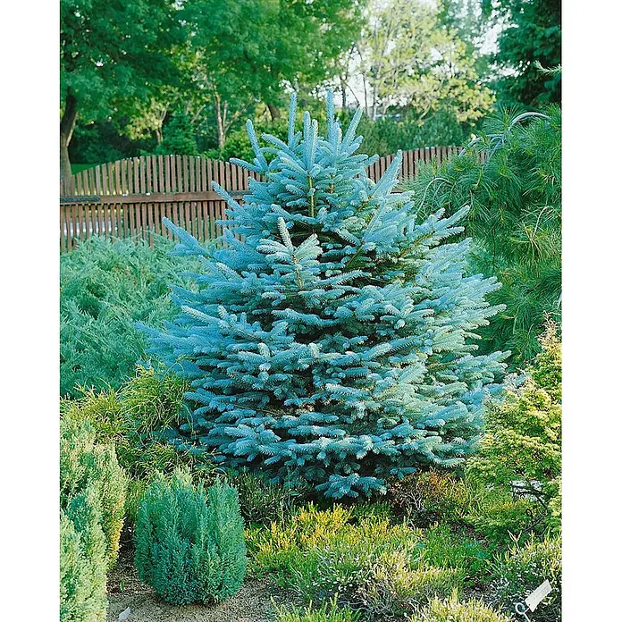 Pflanzen für dich Zuckerhut-Fichte 30-40 cm - Abies lasiocarpa 'Compacta', Aktuelle Wuchshöhe: 30 cm - 40 cm - Eine kleine Blaufichte mit silbrig-blauen Nadeln, gepflanzt in einem Garten unter anderen Nadelgehölzen.