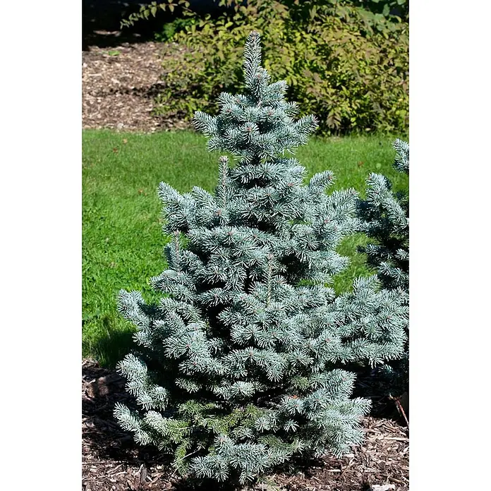 Pflanzen für dich Zuckerhut-Fichte 30-40 cm - Abies lasiocarpa 'Compacta', Aktuelle Wuchshöhe: 30 cm - 40 cm - Ein kleiner, kompakter Blaufichtenbaum mit silbrig-blauen Nadeln, in einem Gartenbeet wachsend.
