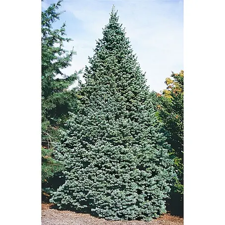 Pflanzen für dich  Zuckerhut-Fichte 30-40 cm
