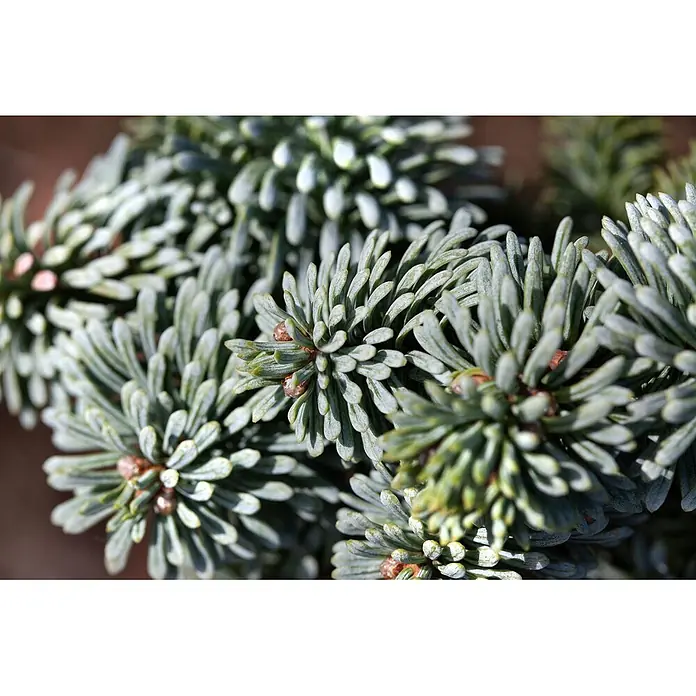 Pflanzen für dich Zuckerhut-Fichte 60-80 cm - Abies procera 'Obrighofen', Aktuelle Wuchshöhe: 60 cm - 80 cm - Nahaufnahme von leuchtend blaugrünen Nadelbaum-Nadeln mit kleinen, rotbraunen Knospen, die eine mattierte Textur aufweisen.