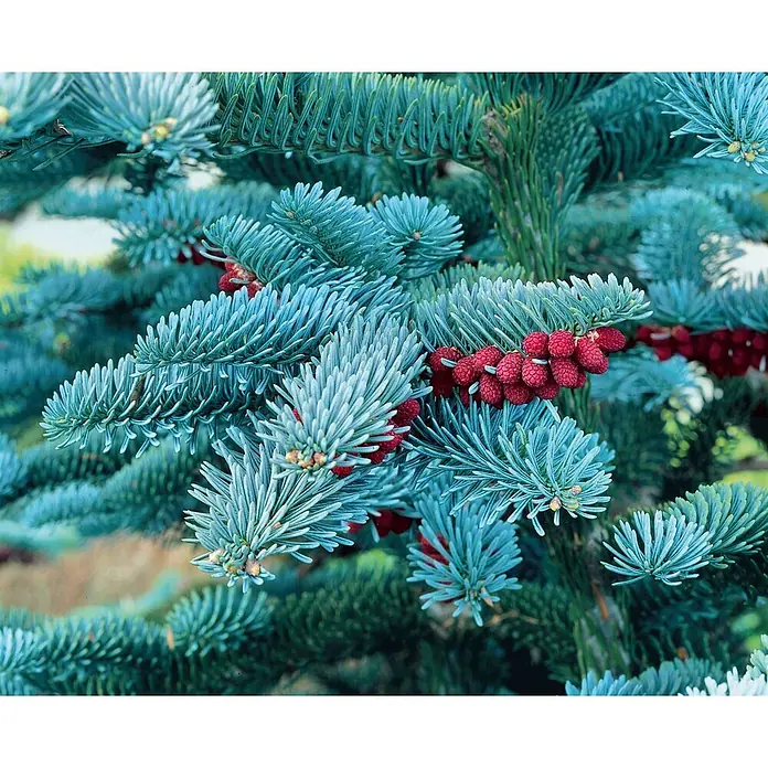 Pflanzen für dich Zuckerhut-Fichte 60-80 cm - Abies procera 'Obrighofen', Aktuelle Wuchshöhe: 60 cm - 80 cm - Lebhafte blaugrüne Fichtenzweige mit auffälligen roten, jungen Zapfen. Die Nadeln sind eisblau-grün.