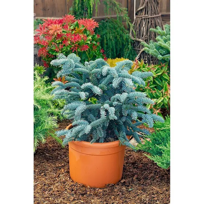 Pflanzen für dich Zuckerhut-Fichte 20-30 cm - Abies procera 'Glauca', Aktuelle Wuchshöhe: 20 cm - 30 cm - Blauer Nadelbaum in einem orangefarbenen Terrakottatopf, in einem Garten mit anderen Pflanzen und Mulch.