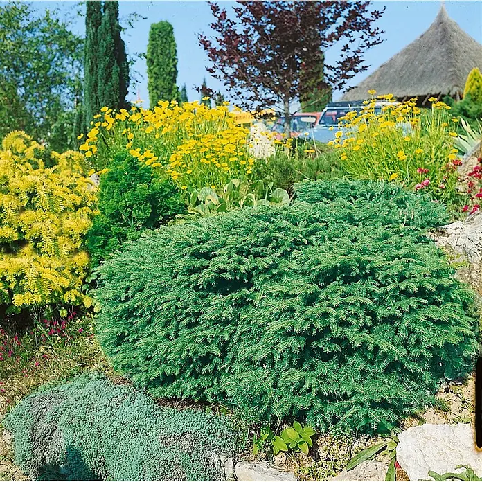 Pflanzen für dich Zuckerhut-Fichte 15-20 cm - Picea abies 'Nidiformis', Aktuelle Wuchshöhe: 15 cm - 20 cm - Dichter grüner Nadelstrauch gedeiht in einem lebendigen Garten mit verschiedenen bunten Pflanzen.
