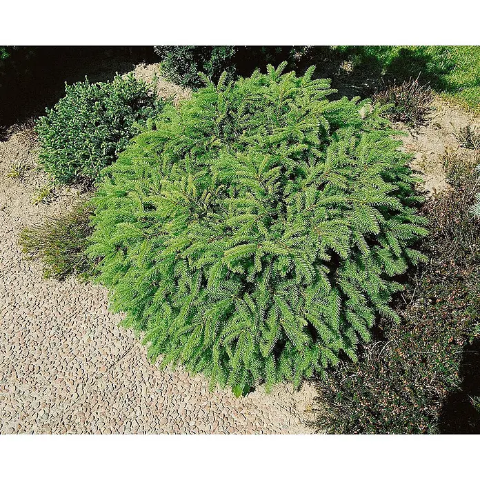 Pflanzen für dich Zuckerhut-Fichte 15-20 cm - Picea abies 'Nidiformis', Aktuelle Wuchshöhe: 15 cm - 20 cm - Dichter grüner Zwerg-Nadelstrauch mit nadelartigen Blättern, in einem Gartenbeet neben einem Kiesweg gepflanzt.