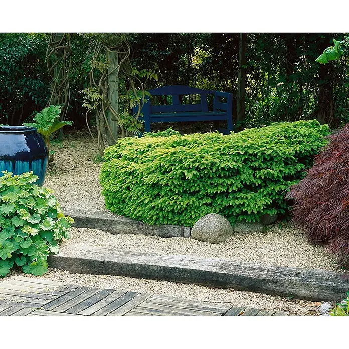 Pflanzen für dich Zuckerhut-Fichte 15-20 cm - Picea abies 'Nidiformis', Aktuelle Wuchshöhe: 15 cm - 20 cm - Gartenweg mit Kies, Holzstufen, üppigem grünem und rotem Laub, einem blauen Topf und einer blauen Bank.